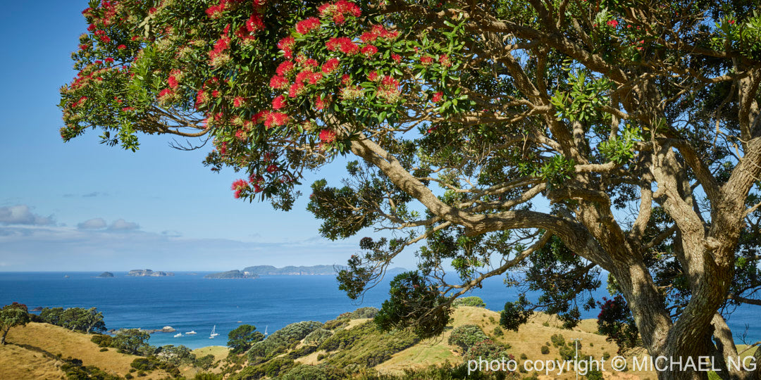 Pohutukawa Tree - Black Jack Road