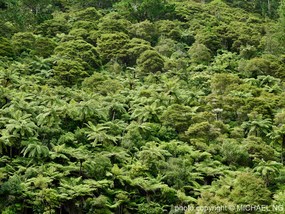 Karangahake Gorge - New Zealand