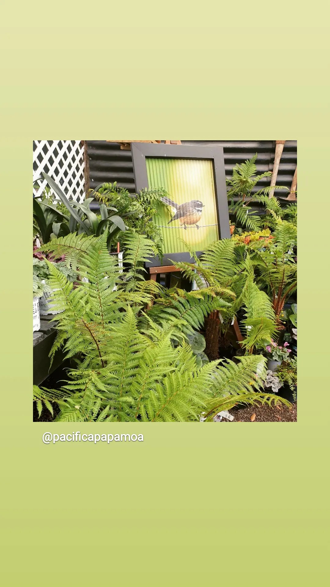 Garden Arts - Piwakawaka New Zealand (Fantail)