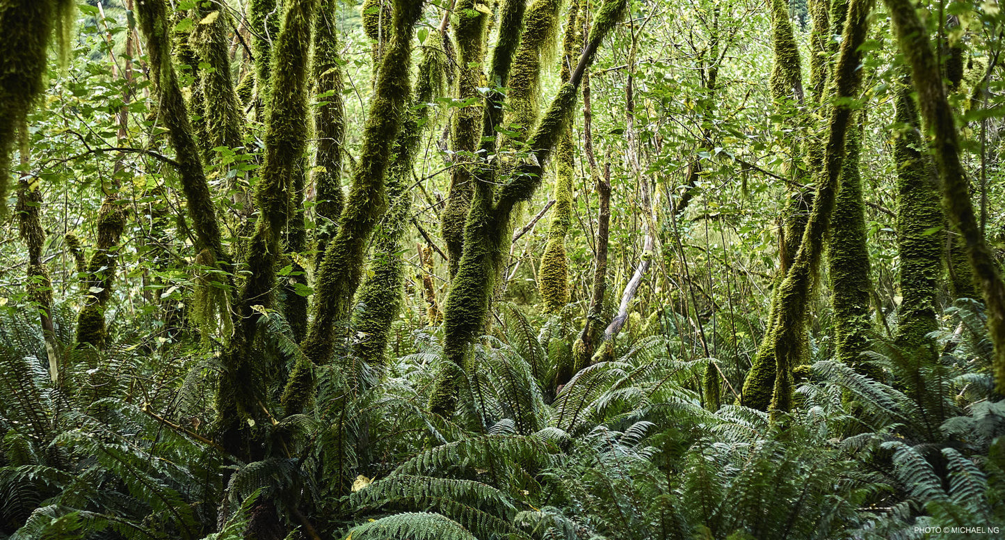 Forest Floor - New Zealand