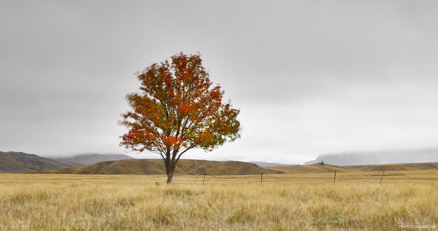NEVIS VALLEY RED TREE