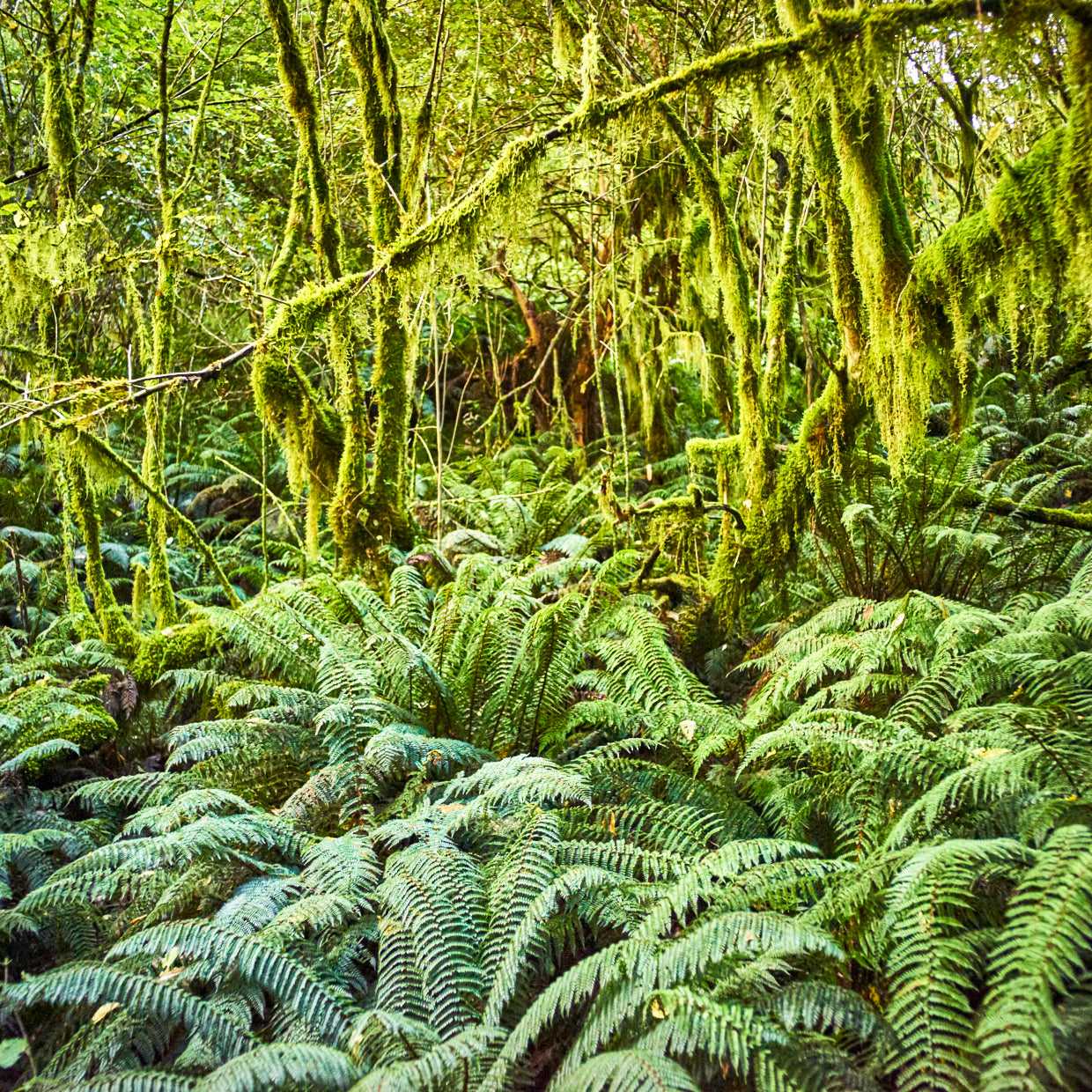 MILFORD TRACK FERNS