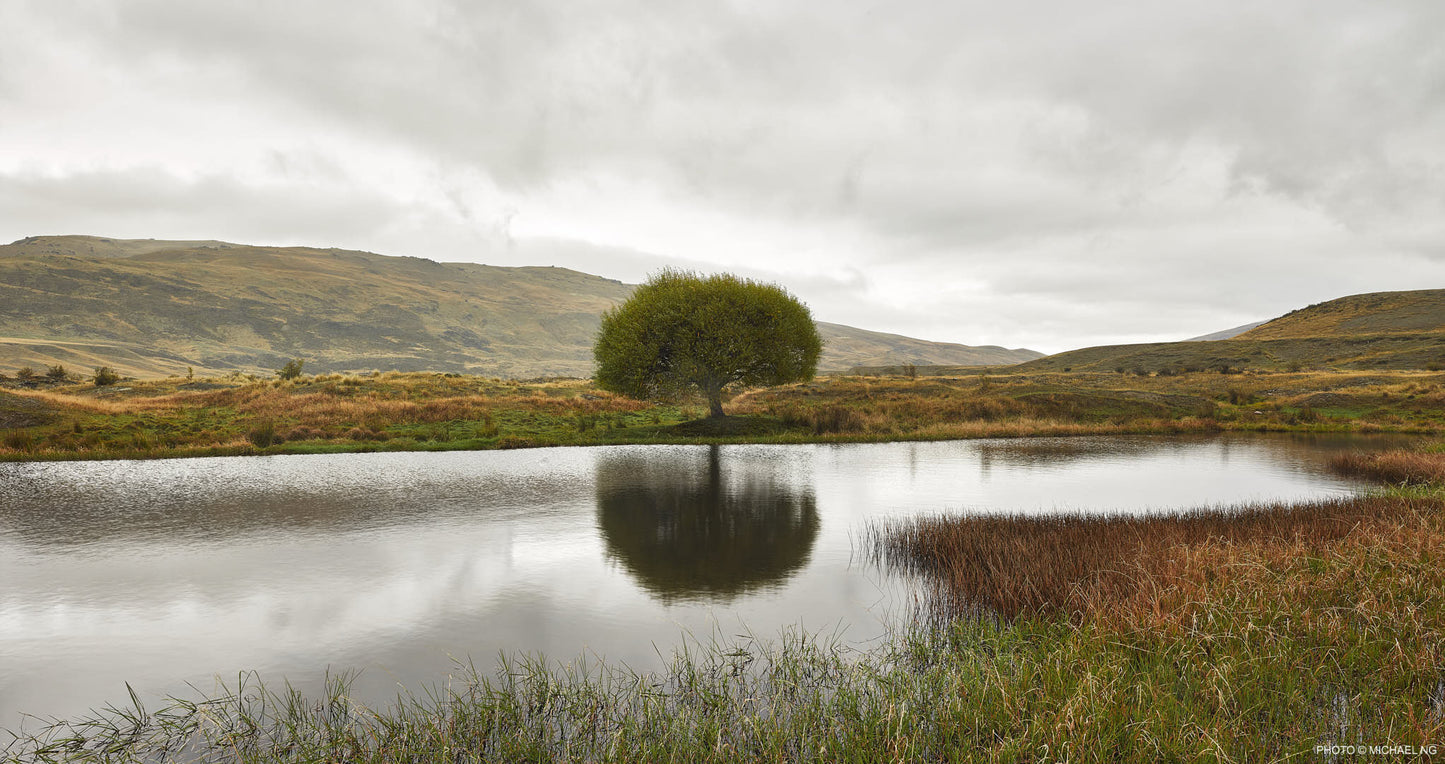 OASIS TREE - NEVIS VALLEY