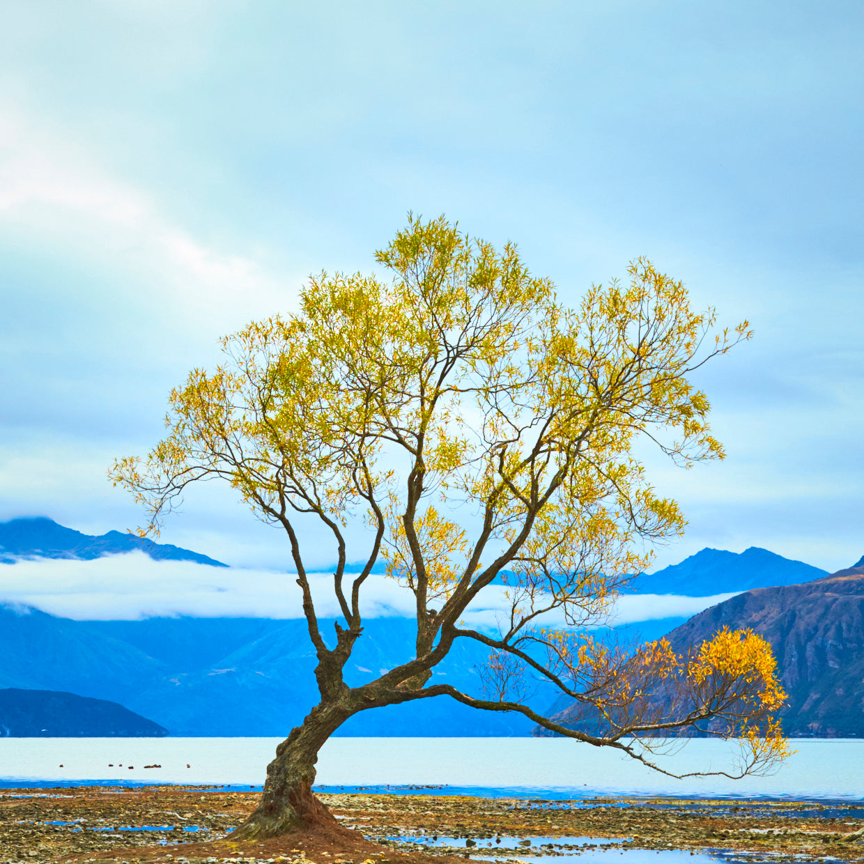 WANAKA TREE