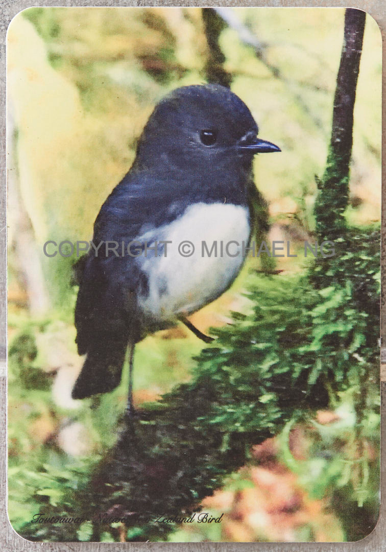 Fridge Art - South Island Robin #1