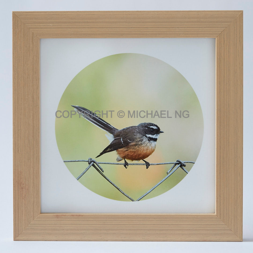 Native Bird Squares - Fantail #1