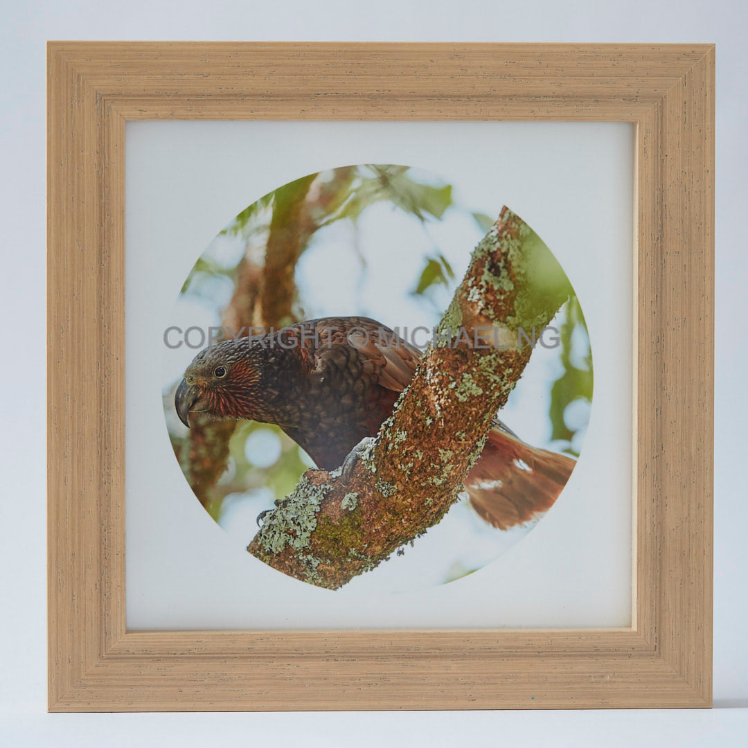 Native Bird Squares - Kaka #1