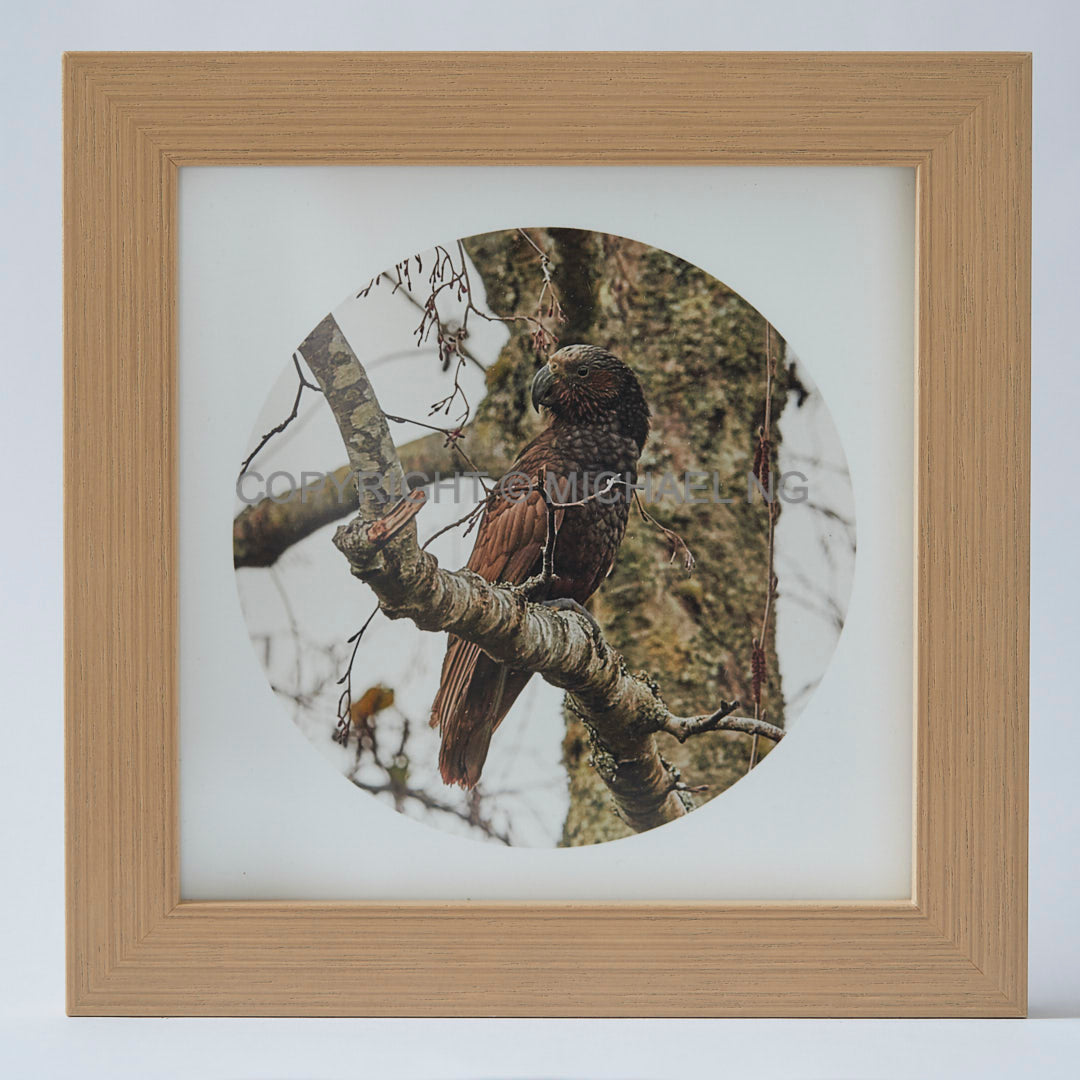 Native Bird Squares - Kaka #3