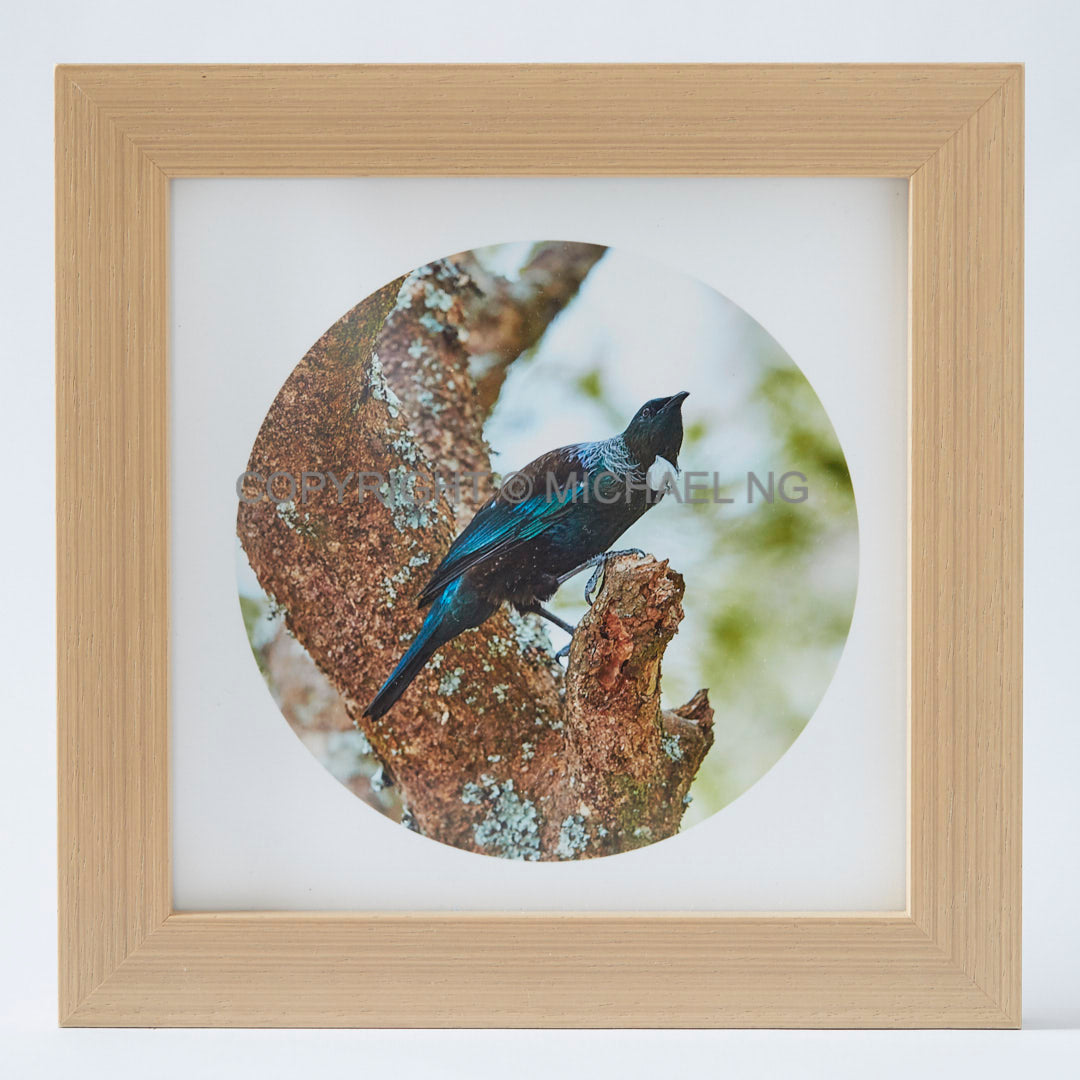 Native Bird Squares- Tui #7