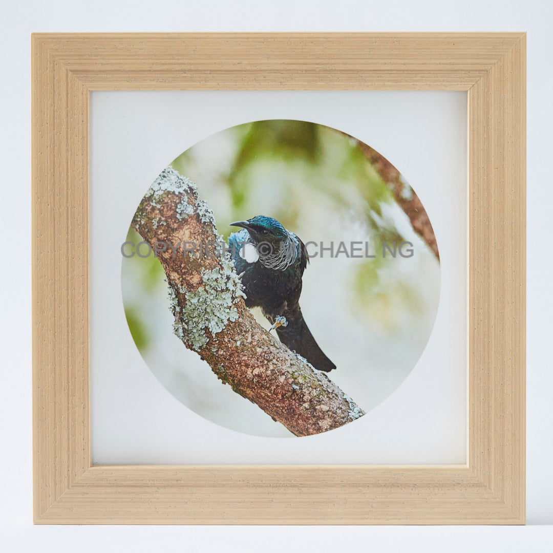 Native Bird Squares - Tui #8