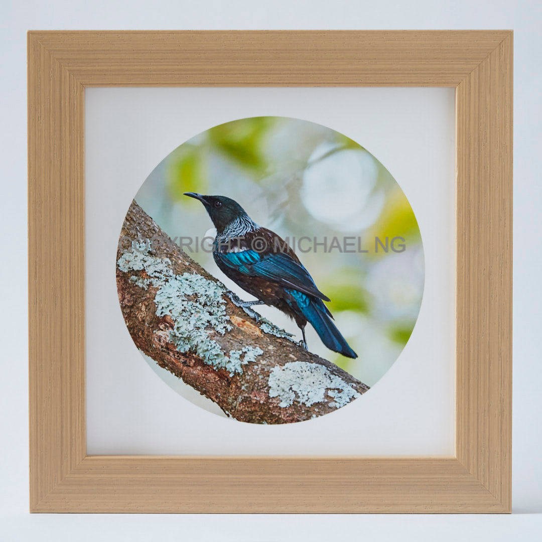 Native Bird Squares - Tui #9