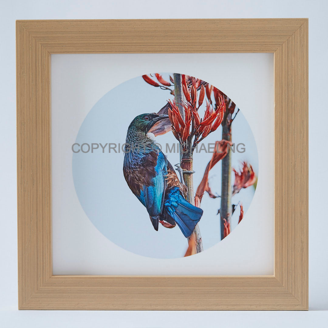 Native Bird Squares - Tui Orange #1