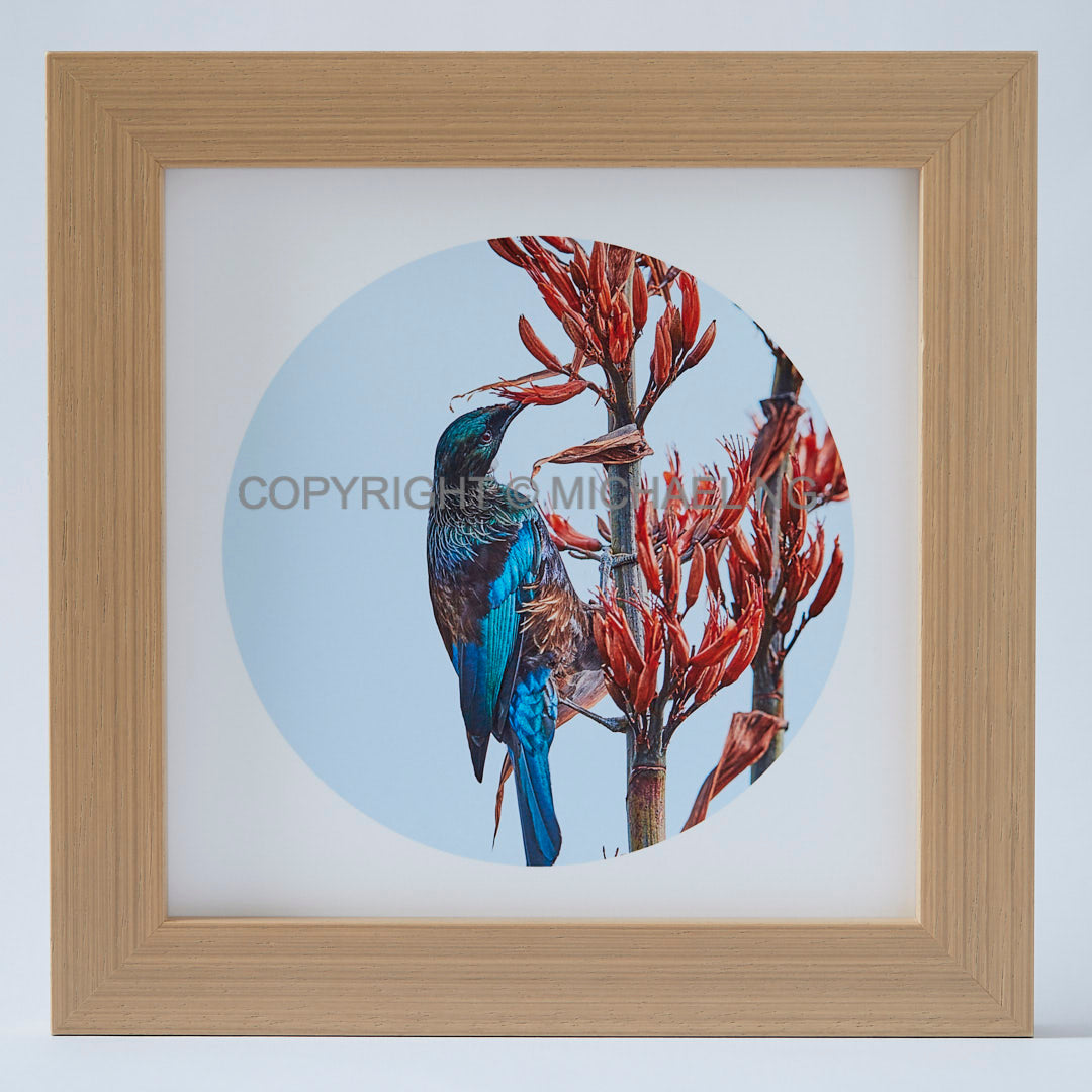 Native Bird Squares- Tui Orange #2