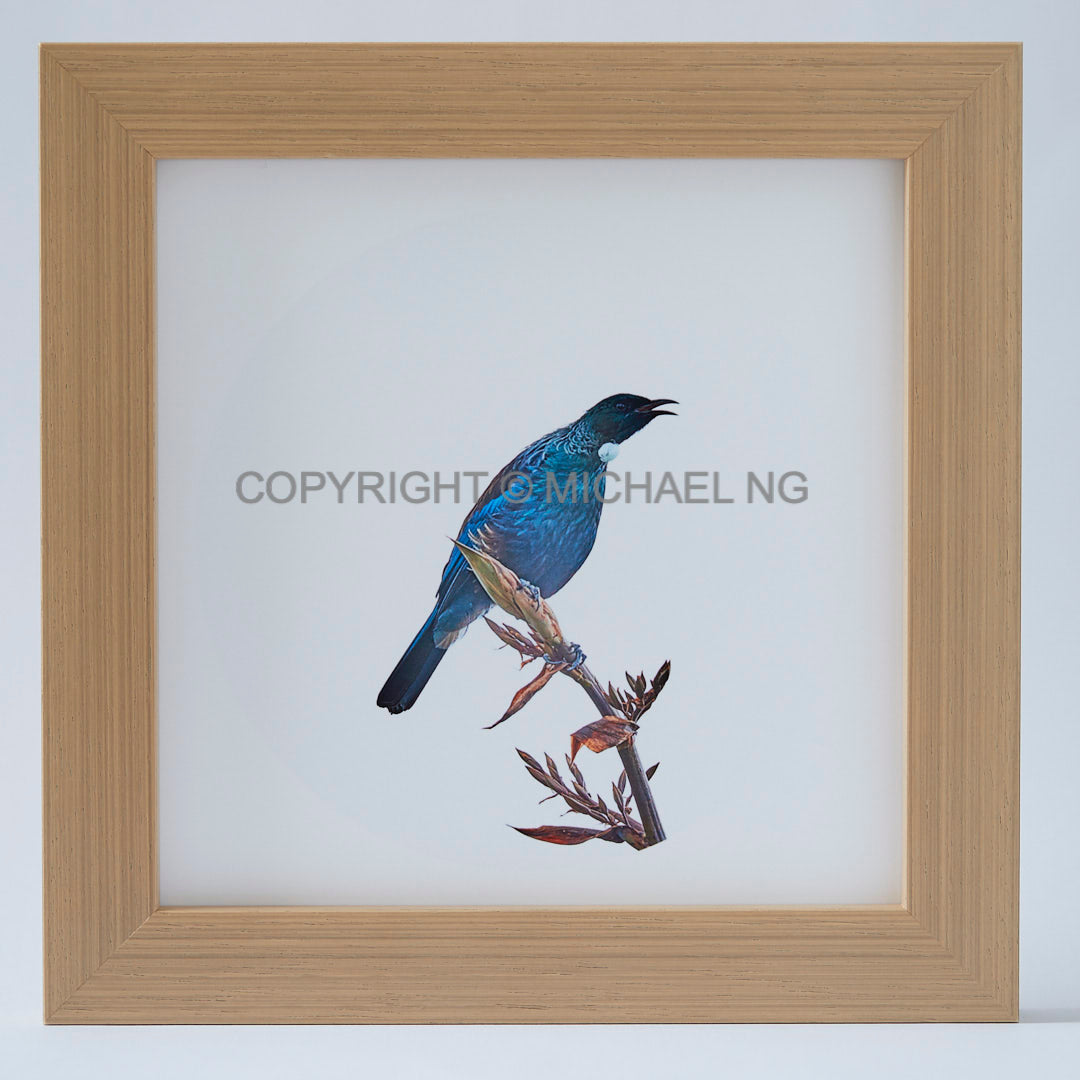 Native Bird Squares - Tui #14