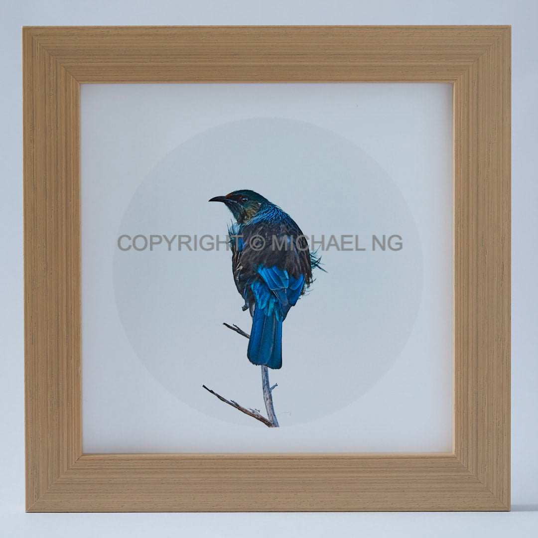 Native Bird Squares - Tui #17