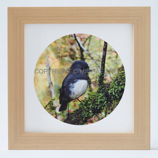 Native Bird Squares - South Island Robin
