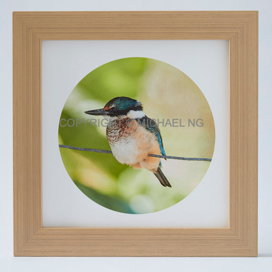 Native Bird Squares - Kingfisher #2