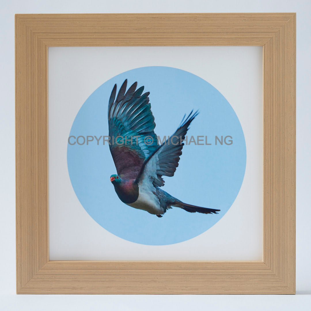 Native Bird Squares - Wood Pigeon #1