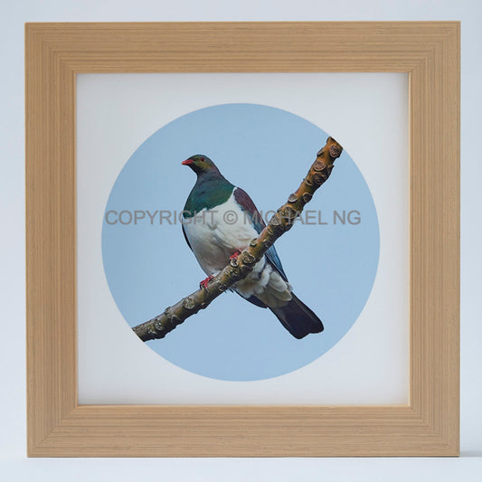 Native Bird Squares - Wood Pigeon #2