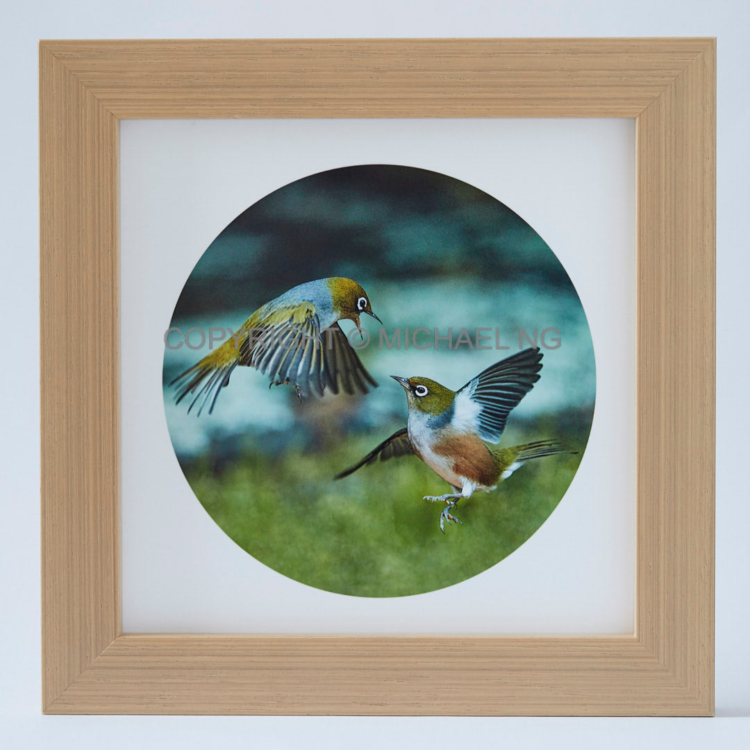 Native Bird Squares - Waxeyes #1