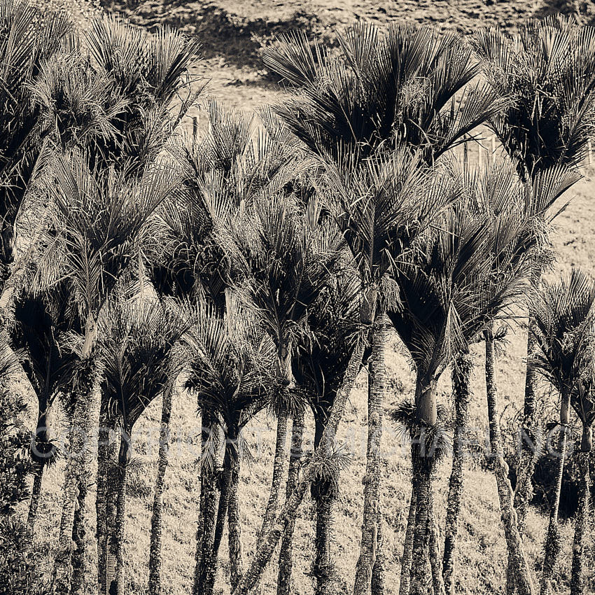 #3Ways ART - Nikau Palms New Zealand #1020