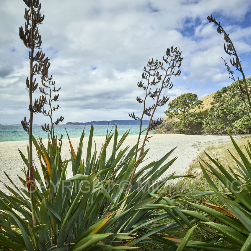 #3Ways ART - Whangapoua #2211