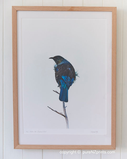 NZ Tui Elite Series 01