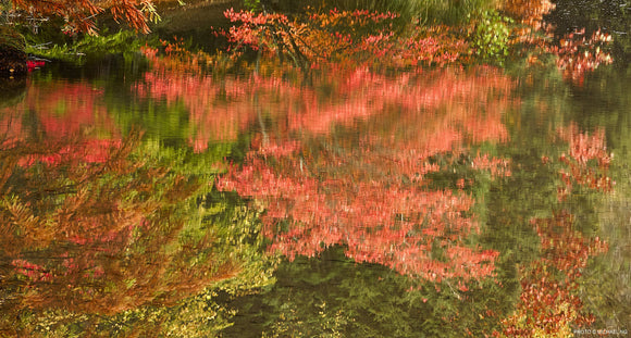 Autumn Impressions