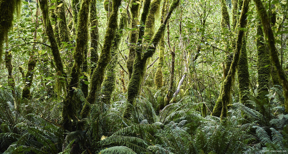 Forest Floor - New Zealand