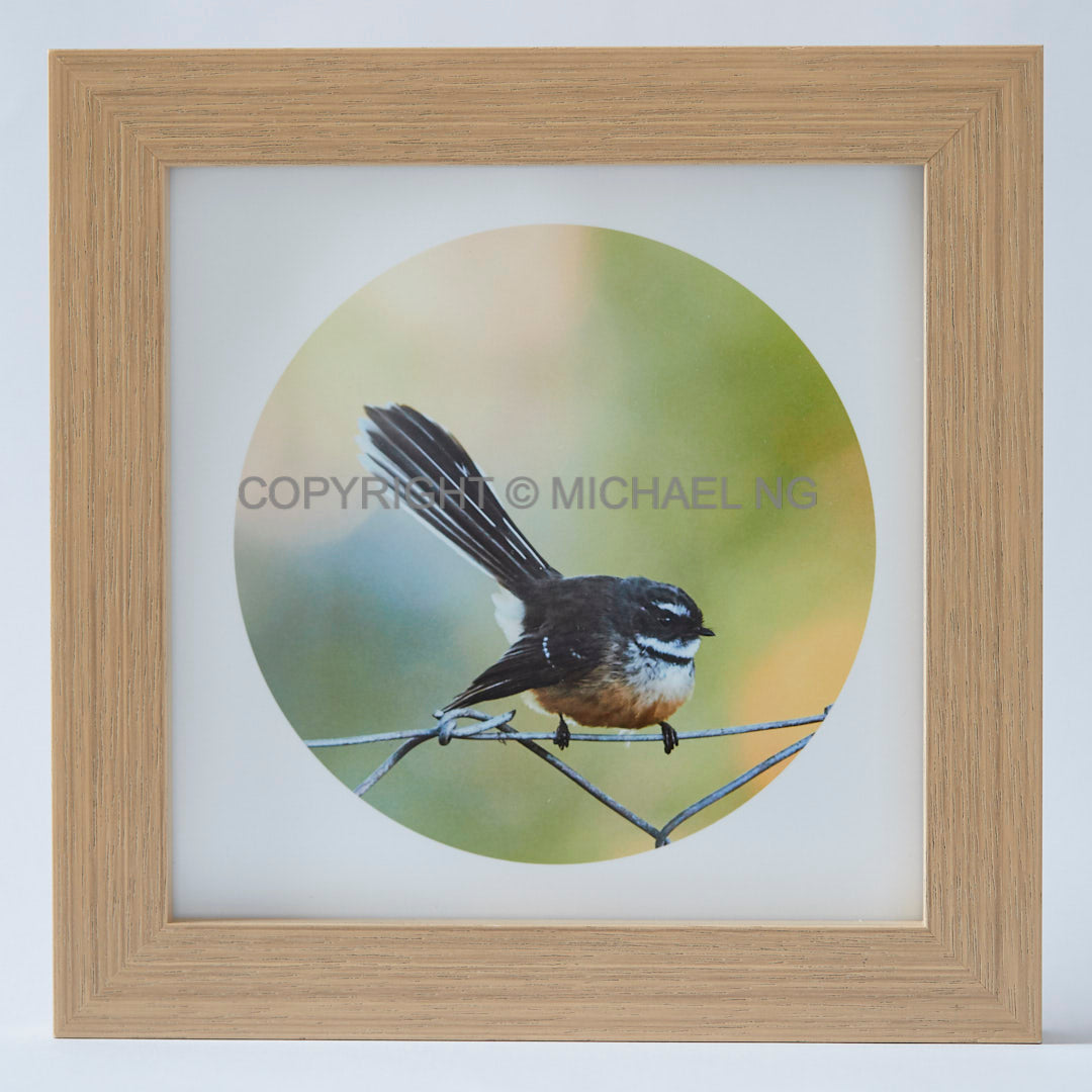 Native Bird Squares - Fantail #2