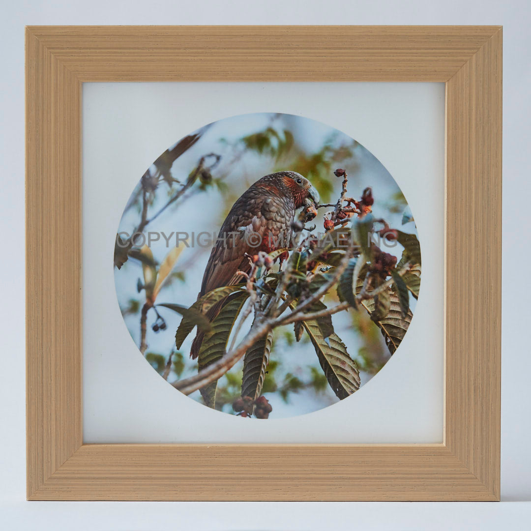 Native Bird Squares - Kaka #2