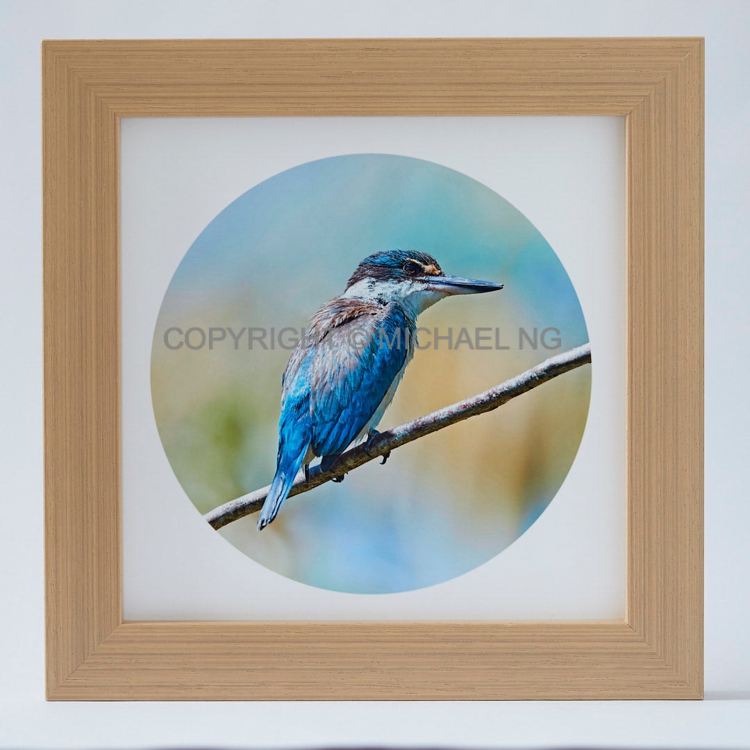Native Bird Squares - Kingfisher #1